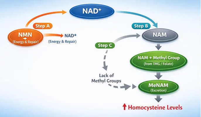 The NAD Metabolism Methylation Loop The NAD Metabolism Methylation Loop