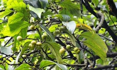 Milleks kasutatakse Pygeum Africanum ekstrakti?