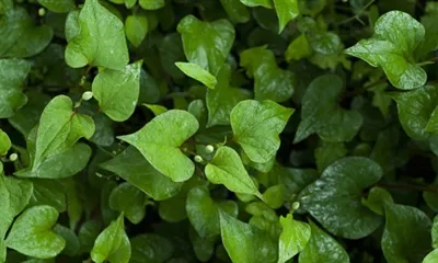 Mis on Houttuynia ekstrakt?